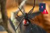 What Spiders are the Most Dangerous in Arizona?