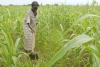 Abyei declares Friday, agricultural holiday
