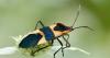 Not just pesticides: Binghamton University scientists explore hidden drivers of insect decline