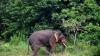 Coal mining in Odisha may turn out catastrophic for elephants, WII study says