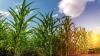Empowering farmers to tackle climate threats with agritech