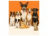 Business News | Universal Sompo Extends Insurance Coverage to Pets