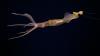Digital fossil-mining finally reveals origin of squids