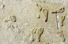 Science KRQE Albuquerque Recent study supports dates of early human footprints at White Sands National Park