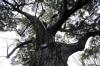 The journey of our branching trees