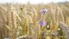 Agricultural waste can become the clothes of the future