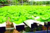 Hydroponic farming in Bahrain homes proposed