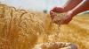 2025 Cereal Harvest: Tunisia Covers 60% of Its National Needs, A Step Toward Food Sovereignty