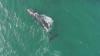 Listening to whales: New state program monitors whale acoustics to develop conservation strategies
