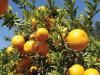 Bhutan’s orange production declines sharply amid disease and aging orchards