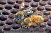 Feral swarm of aggressive honeybees found in Alabama