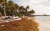 Dominican Republic renews call for UNESCO to declare sargassum a regional environmental emergency