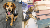 Egyptian Immediately Deported From US After Kicking Airport Sniffer Dog So Hard It Flew Into the Air