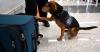 Egyptian man deported for kicking CBP dog at Dulles Airport that found smuggled food in luggage