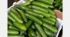 Rain and cold nights hurt Estonia’s cucumber crop