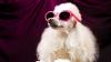 15 famous dogs throughout history: War veterans, Hollywood stars, space travellers and social media personalities