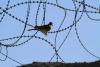 No Safe Return: The Case Against Deporting Afghan Refugees