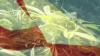 Lawsuit fails to block July 1 Alabama hemp law implementation
