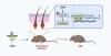 Smart Farm-Grown Plant Unlocks Hair Health Benefits... Korea Food Research Institute Succeeds in Functional Food Ingredient Development