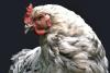 Newcastle disease hits flocks in Poland, North Macedonia