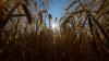 What does climate change mean for agriculture? Less food, and more emissions