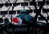 Japan business mood improves despite tariff risks, BOJ tankan shows