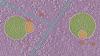Scientists discover never-before-seen part of human cells" target="_self" data-before-rewrite-localise="/health/scientists-discover-never-before-seen-part-of-human-cells-and-it-looks-like-a-snowman-wearing-a-scarf