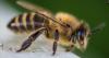 Killer bees found in southeast Alabama