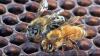 Alabama beekeepers take action after invasive bees discovered
