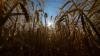 Science Grist What does climate change mean for agriculture? Less food, and more emissions