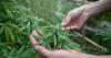 How Colorado's marijuana testing loopholes threaten consumer safety