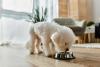 Chewy's 'Picky Dog Approved' Food Item Will Elevate Meal Time for Your Pup