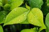 Grenada to host its first Global Environment Facility National Dialogue