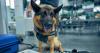 Taiwan to provide subsidised insurance for active-duty service dogs