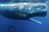 Noise from Vancouver miner's deep-sea operations could threaten Pacific marine life, studies say (Business)