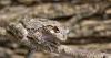 Wildlife change – and don’t change – on tiny Lake Huron island, scientists say