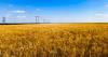 Guatemalan Man Dies in Missouri Cereal Plant Oven While Working Under an Alias