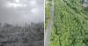 How a Scientist Is Growing Bamboo Forests To Heal Maharashtra’s Villages Choked by Toxic Ash