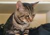 Connecticut woman charged with abandoning cat in Putnam County