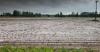 Rainy June leaves South Estonian farmers in the lurch