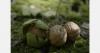 Georgia aims to meet growing global demand for walnuts