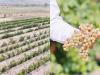 Nizwa vineyard venture boosts agriculture, tourism