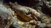 What do ancient mummies smell like? Scientists finally find out