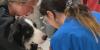 Nebraska College of Technical Agriculture offers an online Associate of Applied Science in Vet Tech program