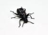 ‘Cyborg’ beetles could help search-and-rescue teams in aftermath of natural disasters, scientists say