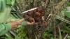 Bali’s snake fruit farmers face economic hurdles despite global honour for agricultural system