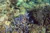 Scientists trial chlorine as gentler alternative to antibiotics to fight coral disease