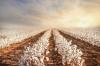 Brazil’s cotton harvest accelerates amid price, export declines