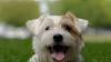 San Francisco whole food pet market will make your pets happy and healthy