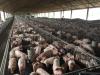 Uncovering the Hidden Environmental Impact of an Industrial-scale Hog Farm